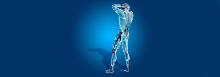 Anatomical illustration highlighting spine, muscles, and posture.