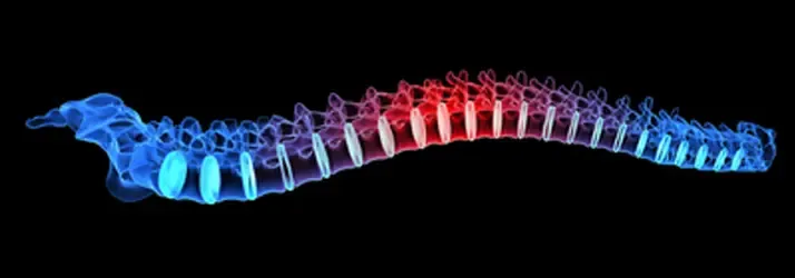 Chiropractic Tustin CA postural 3D illustration of a human spine with color gradient, highlighting spinal regions.